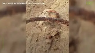 Un squelette de 'suppos&eacute; vampire' exhum&eacute; en Pologne