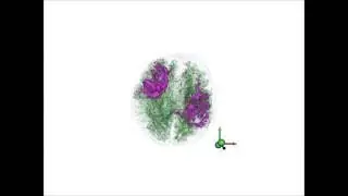 Visualization of Brain Microstructure through Spherical Harmonics Illumination of High Fidelity