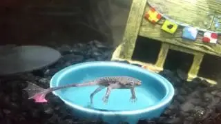 African Dwarf Frog Singing!