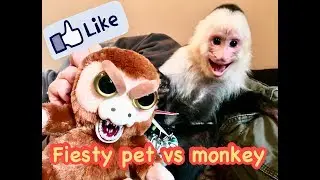 Fiesty Pet Monkey