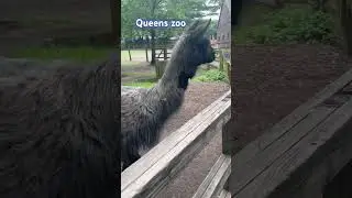 Queens zoo# Flushing park