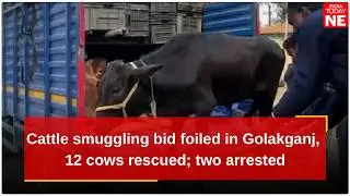 Cattle smuggling bid foiled in Golakganj, 12 cows rescued; two arrested
