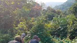 Spotting/ Photographying red shanked douc || top 1 colorful primate in Asia in Son Tra, Da Nang