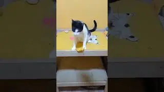 CASWELL LEI 👏 DeMura.TV