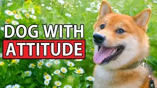 Small dog, big personality! Is a Shiba Inu Right for You?