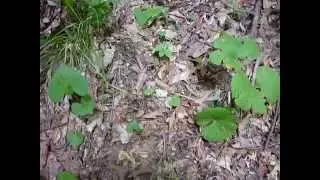 Bloodroot - Compare plants / how to identify & dig bloodroot
