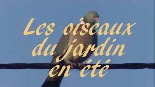 Les oiseaux du jardin en été.