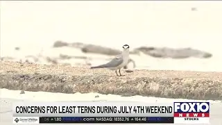 Audubon Society looking for volunteers to help protect nesting least terns