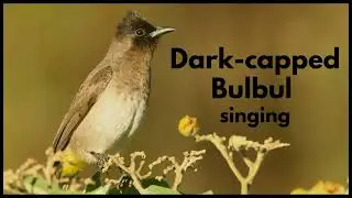 DARK-CAPPED BULBUL singing in the dawn chorus
