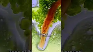 I Filled A Jar With Sewer Water, It&rsquo;s Alive!