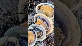 🐚🐚🐚Golden hues fresh from the salt water #shortsvideo #shortsviral #shorts #seafish  #colorfulfish.