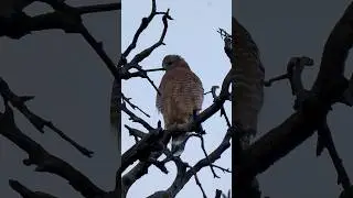 Red-shouldered Hawk 🪶Sunrise Shimmy #redshoulderedhawk