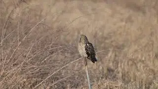 コミミズク