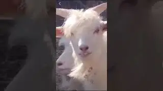Goat Face like Human Face 😱😱