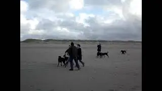 Dobermann meeting Scheveningen strand