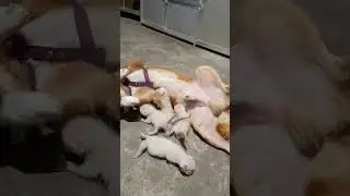 Friendly Dog 