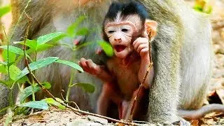 How Newborn baby Tobais did a face so cute,Tobais is very active