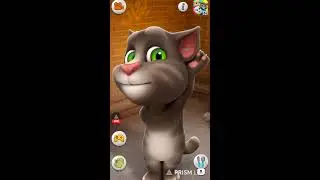 TALKING WITH TOM FUNNY CAT REACTION LIVE STREAM
