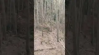 Bamboo explosion