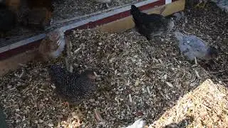 Deep mulch bedding for Odor Free Chicken Coop & Run
