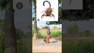 animal yoga fitness motivation videos #hardwork #fitness #trending #shortvideo