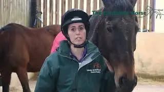 The Confident Horse - Body Language