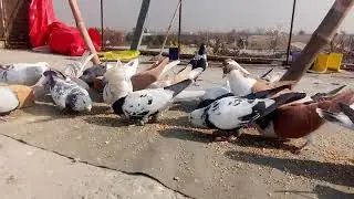 DOVE PAVURALU Pigeon 4k video ULTRA HD VIDEO 