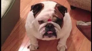 Otis the Bulldog vs. A Jelly Bean