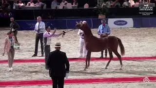 N 31 SHAHIN EL SOADAA   The Egyptian Event Cairo 2025   SE Yearling Colts Class 2