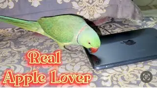 Our Real Apple Lover Parrot Maya #cutebirds #cuteanimals #apple #applelover #gadgetslover #viral