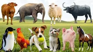 🌿 Đồng Quê Vui Nhộn Cất Tiếng – Gà, Bò, Chó & Mèo Cùng Mang Đến Giai Điệu Bình Yên | FarmAnimals🐓🐄🐶🐱
