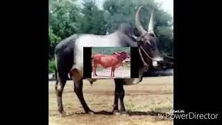 Indian desi cattle ( cows and buffalo breeds )🐂