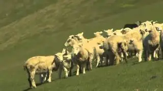 Just Shorn New Zealand Wool - Sheep dogs