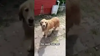 Dog follows owner to hospital to support him ❤️