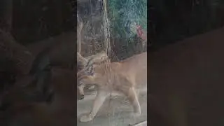 #caracal #floppa #clarksafari