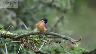 TANZANIA BIRD WATCHING SAFARIS