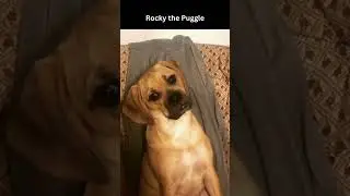 Rocky the Puggle #shorts #cute