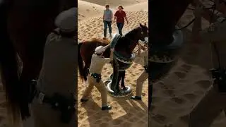 🔥 Viral Title:Terrifying Snake Attacks Horse 😱 | Shocking Animal Fight 🐍🐎