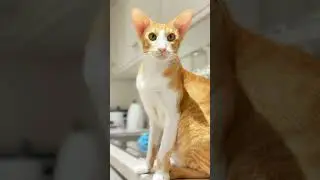☺️😉🥰👋 #Cat #UK #FunnyCat #CuteCat #ViralCat #CatVideo#CatsOfYouTube #OrientalCat #FYP #Cutie