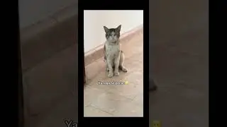 Ahorita vengo, ya regres&eacute; pecas, est&aacute; muy extremo - #gato #meme #audio