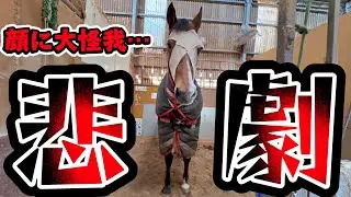 馬と共に生きる時に起こる現実がこちら。大きな怪我が目の前で起こることも…。放牧中に起きた悲劇について動画にさせて頂きました。【ツルマルボーイ様のシモベ】