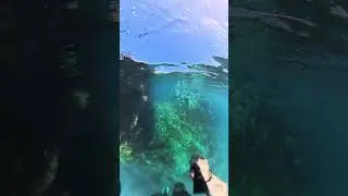A real-life underwater test of the Insta360 X5 with the Dive Case Pro