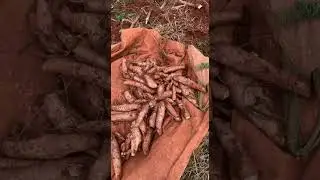 Preparing fresh cassava 🥔🔥#FoodMood #FarmToTable #CookingVibes #NatureEats #CountryCooking