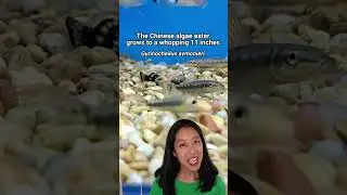 What&rsquo;s a Siamese algae eater vs. Chinese algae eater vs. Flying Fox?