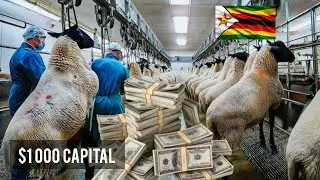 How Much Can You Make from Sheep Farming in Zimbabwe Starting with $1,000 Capital