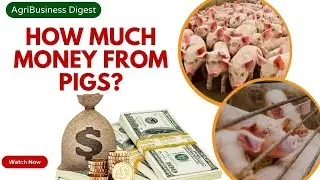 How Profitable is Pig Farming Business?