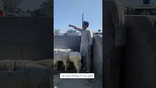 Shed Cost of Bakra Setup Today Bakra Mandi Rates#mundraforsale ...#syedahsanyt #kajla #chathra