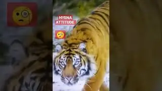 WATCH HYENA'S EYES👀 AS IT APPROACHES ITS PREY#behaviour#swiftly