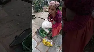 Met these sweet pahadi women with their fluffy Angora bunnies 🐰#shorts #trending