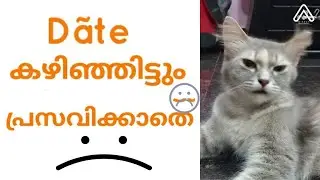 #Date കഴിഞ്ഞിട്ടും പ്രസവിക്കാതെ#Prepare for cat Birth #pregnancy symptoms#Persian cat delivery #cat